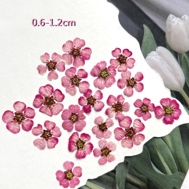 

Сухоцветы NYAConfetti 20 шт.