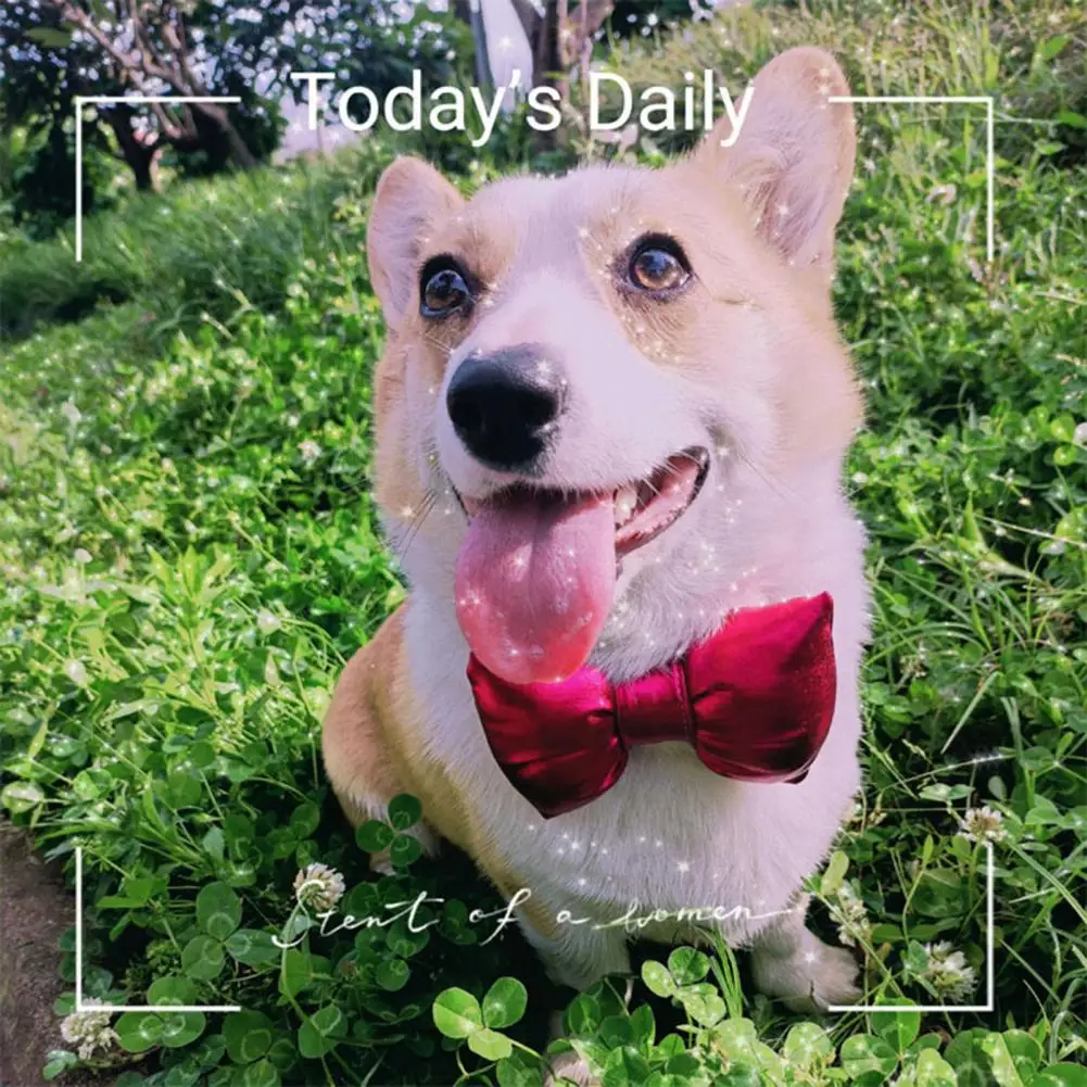 

Eco-friendly Cat Collar Large Bow Neck Wear Neck Accessories Cat Dog Collar Dog Bow Pet Collar Bow
