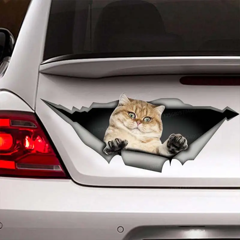 

Британский короткошерстный домашний кот, автомобильная наклейка, водостойкая виниловая наклейка на бампер, заднее окно, ноутбук, наклейка с изображением животных, автомобильные аксессуары SH129