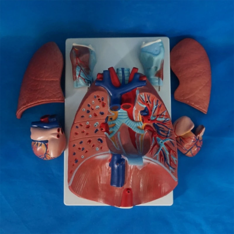 

Human Heart Lung Throat Cardiopulmonary Model Detachable Bronchial Anatomy Of The Respiratory System Department Model H8WD