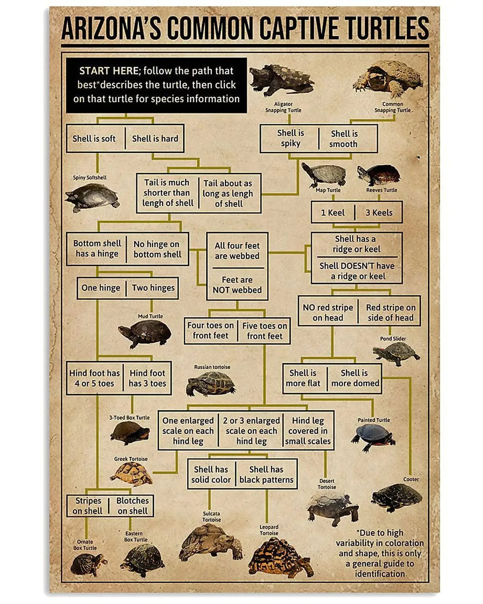 

Turtle Knowledge Wood Signs Arizona's Common Captive Turtles Plaques Turtle Reference Infographic Wooden Poster Home Office