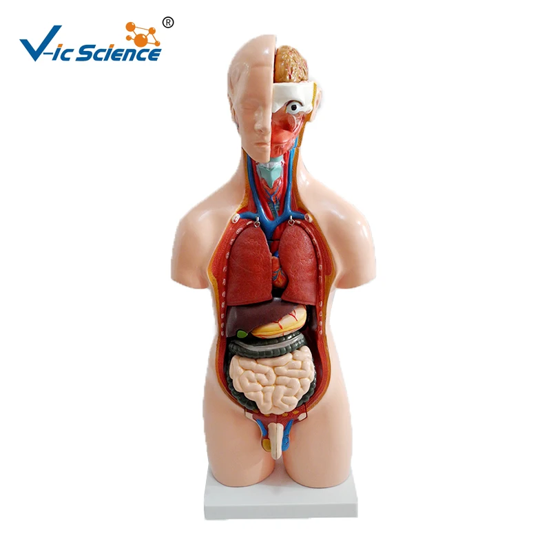 Hot Sale 55cm Medical Unisex Human Body Anatomical Organs Model 20 parts Teaching for Students
