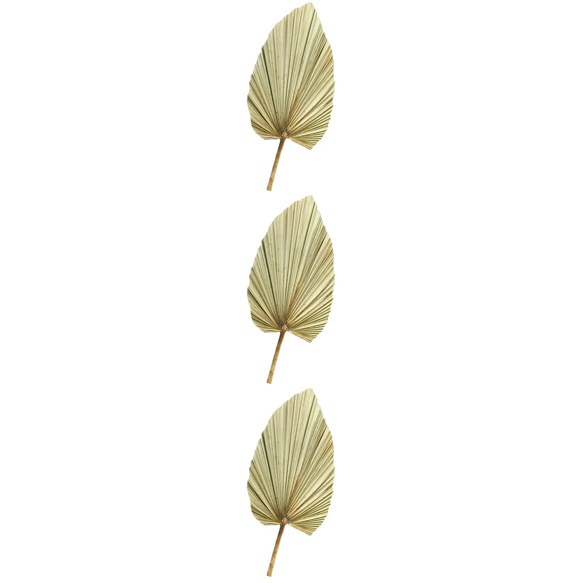 

Dried Palm Leaves Leaf Decor Drypalms Natural Weddingartificial Fan Tropical Fake Palmettodecoration Holiday Decorative Layout