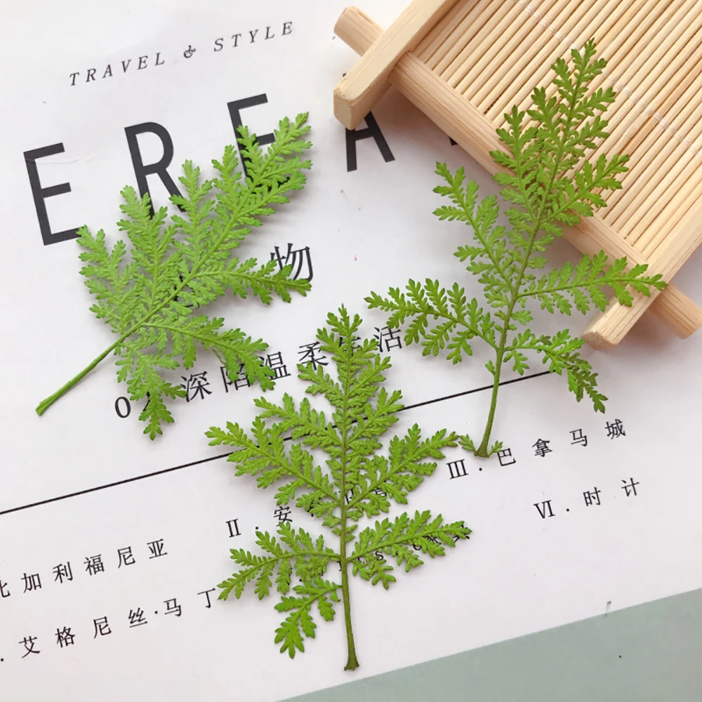 Artemisia Annua тисненые листья материалы для домашней фотосъемки DIY тиснение живопись