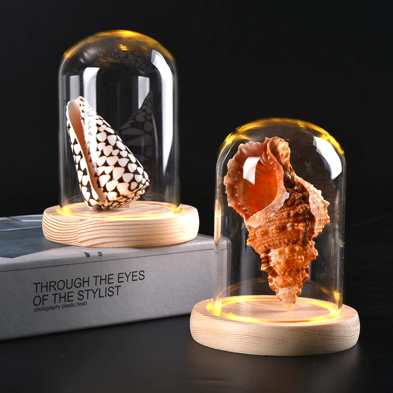 

Natural High-quality Conch Shell Specimen Home Creative Marine Biology Popular Science Decoration Led Glass Dust Cover Home