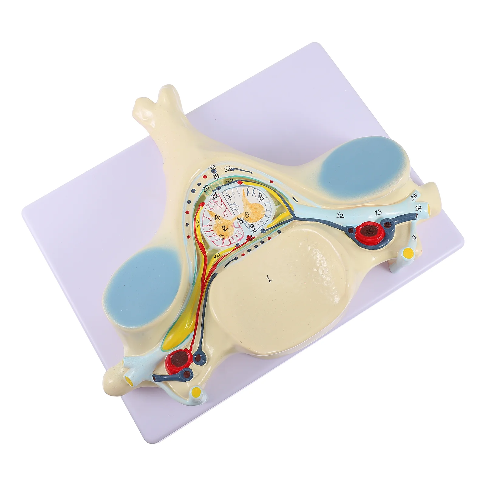 

Spinal Nerve Model Medical Teaching Tool Human Body Model Human Body Enlarged Cervical Spine Demonstration Mannequin Vertebrae