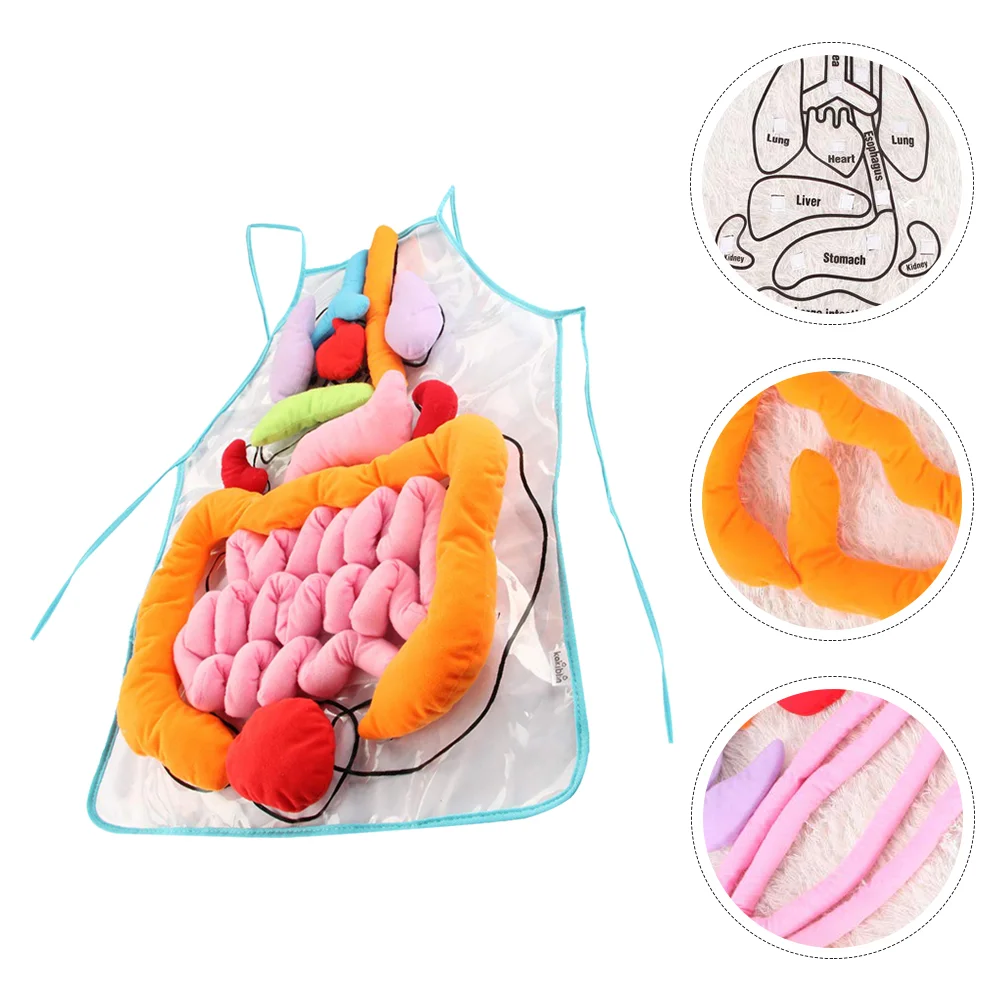 

Учебное пособие, фартук для анатомии тела, обучающая игрушка для дошкольников, модель человеческих органов