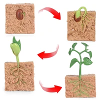 simulation life cycle of a green bean plant growth cycle model action figures collection science educational toys for children