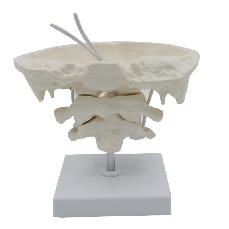 

1.5x Occipital Bone with Base Doctor Office Anatomy Classroom Study Aid D5QC