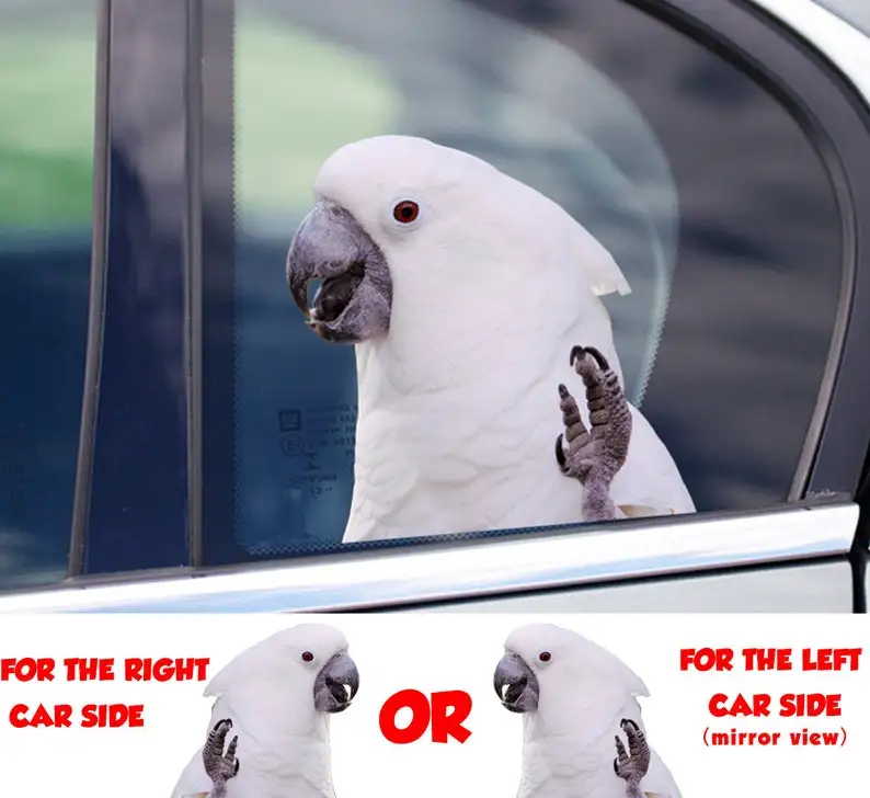 

STICKER, Umbrella Cockatoo window sticker, car sticker, Umbrella Cockatoo car decal, funny sticker