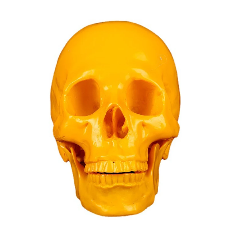

Medical Resin Skull Medical College Students Teaching Science Reference Human Skull Model Skull Head Ornament