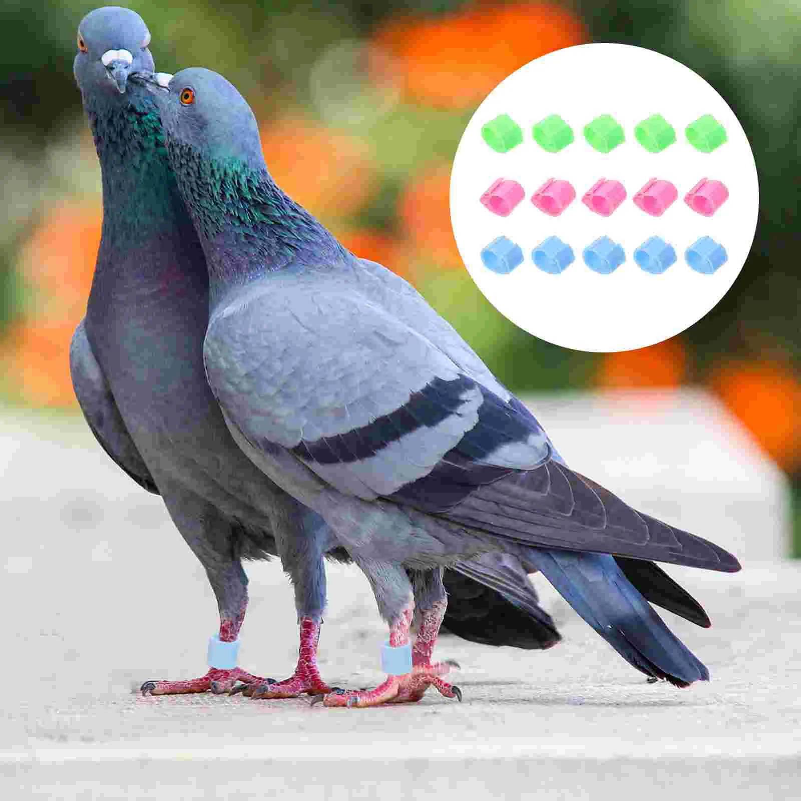 

Leg Bands Ring Rings Poultry Chicken Pigeon Identification Band Bird Parrot Hen Foot Quail Supplies Finch Id Parakeet Cockatiel