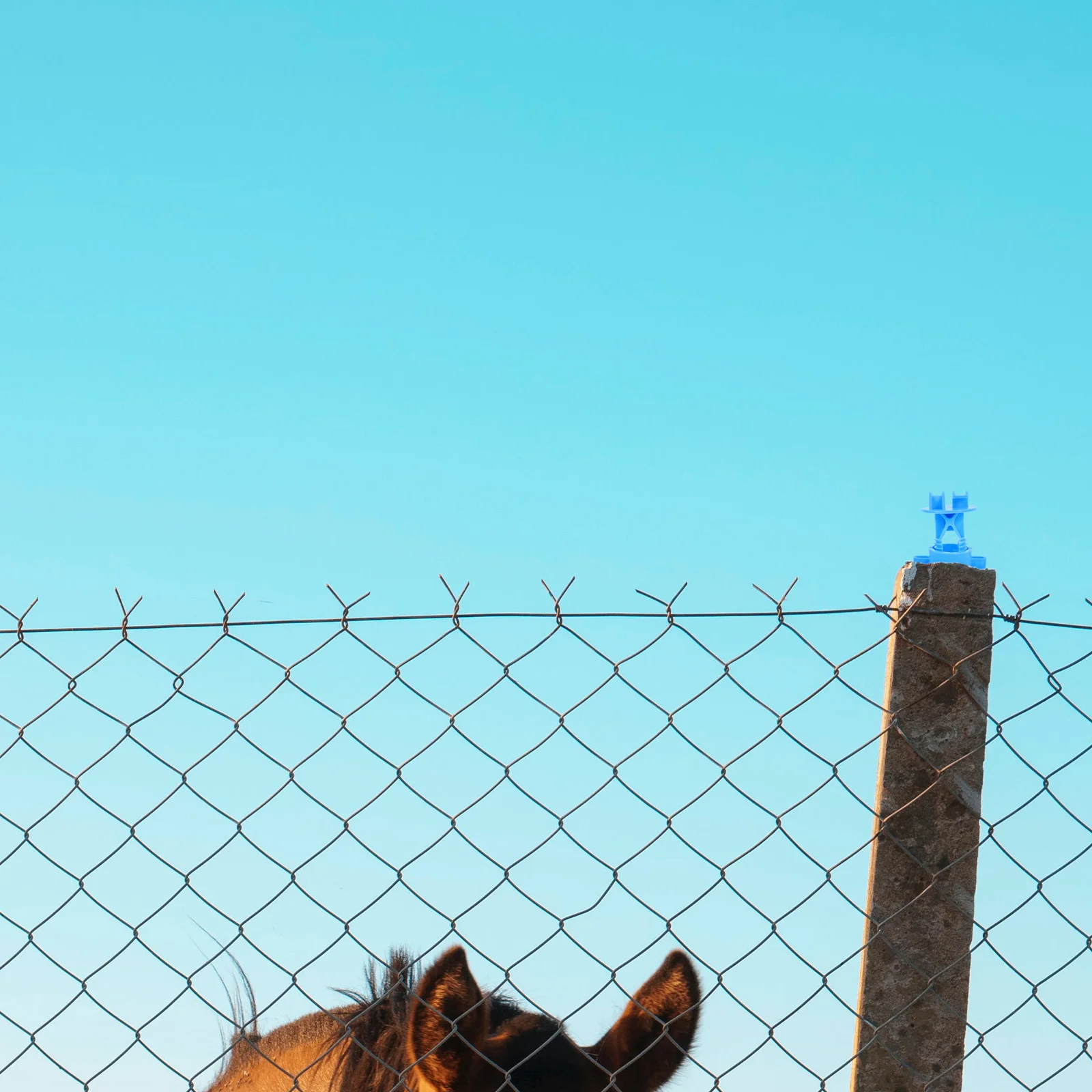 50 шт. изолятор для забора аксессуары фермы зажимы проводов изоляторы скота