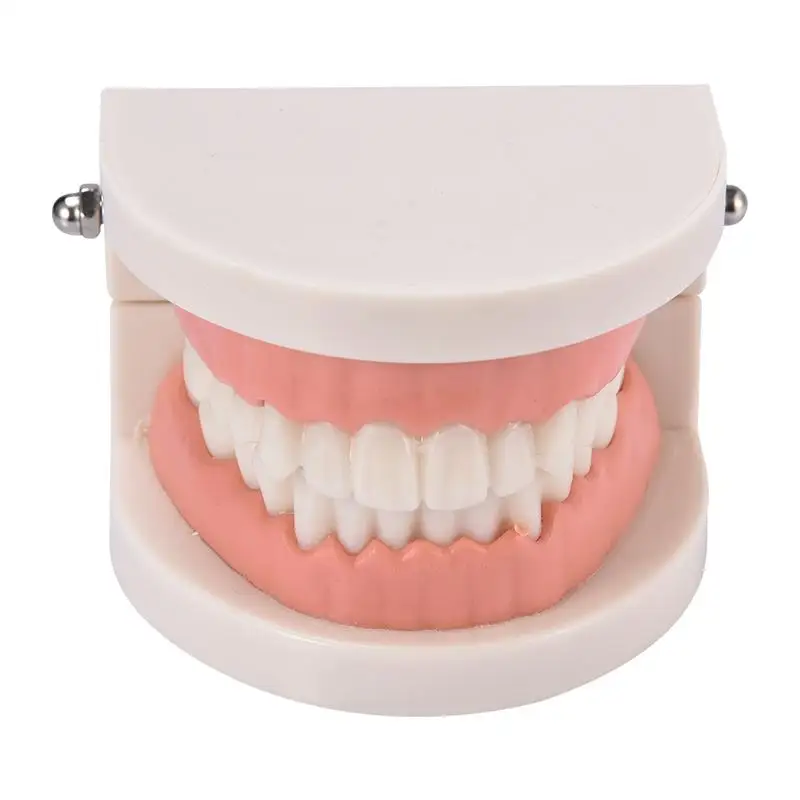 

Pro Adult Kid White Teeth Model Standard Dental Teaching Study Typodont Demonstration Oral Medical Education Teeth Model Tool