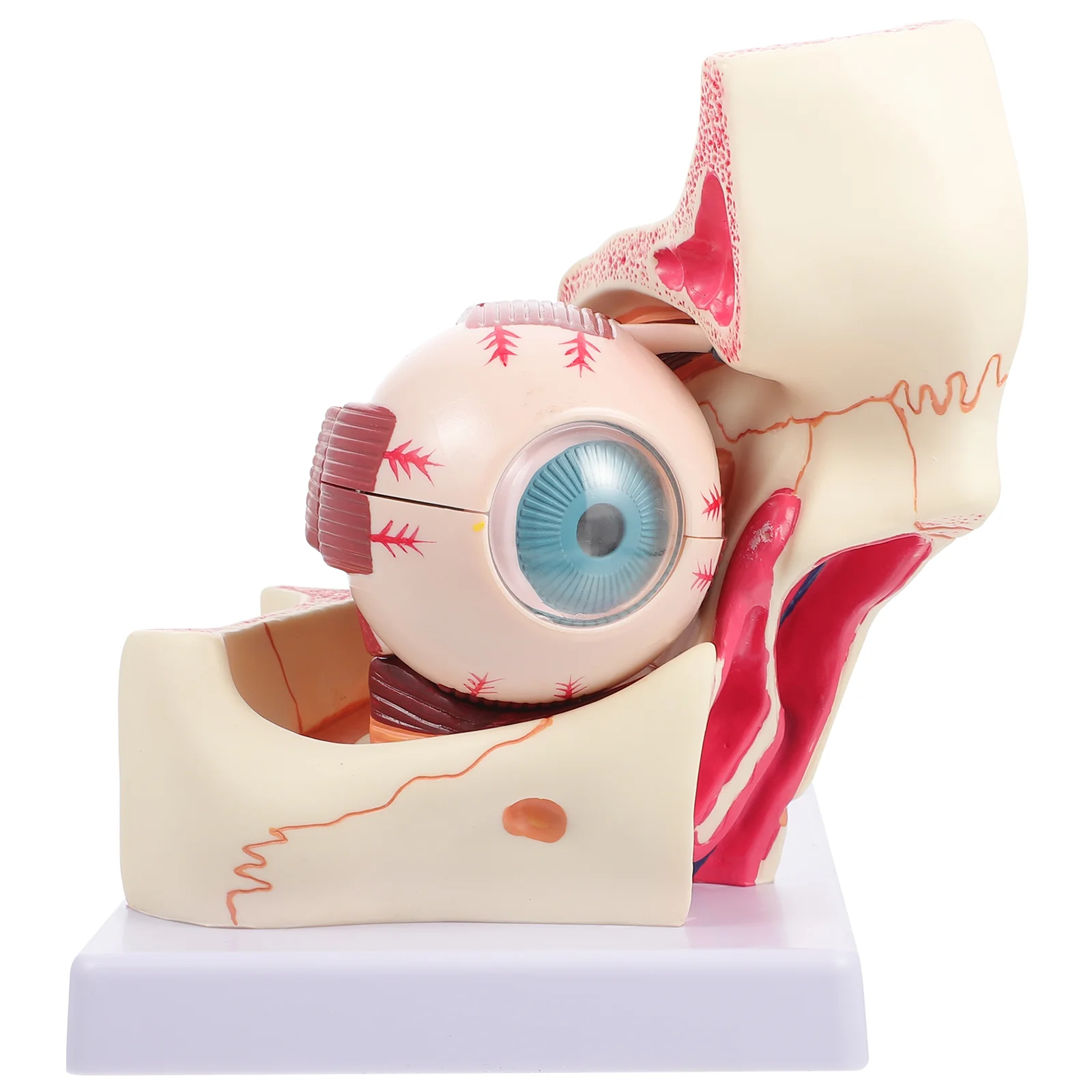 

Модель глаз медицинская патологическая анатомия глазного яблока увеличенный человеческий манекен орбитальное увеличение роговицы