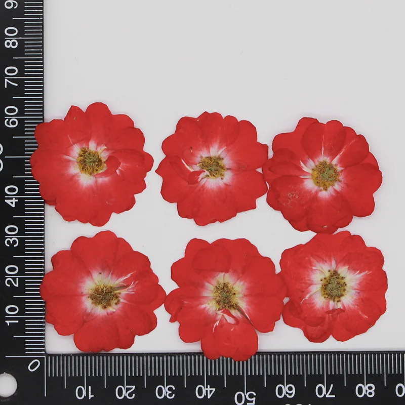 

60 шт. прессованный высушенный китайская роза цветок растения гербарий для Ювелирная Закладка блокнот ручной работы чехол для телефона абажур для свечи Почтовые открытки "сделай сам"