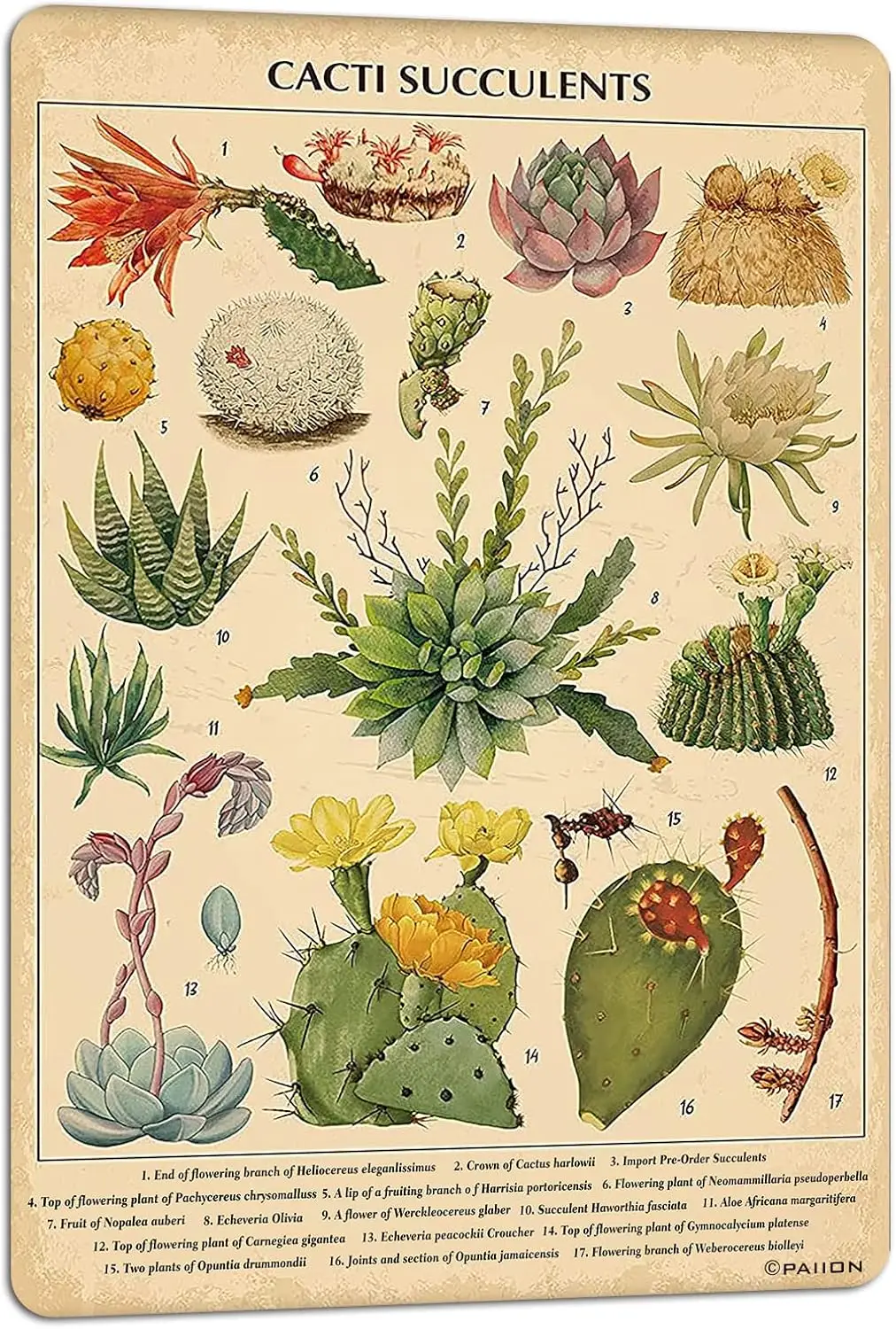 Плакат PON Vntge Cct Succulents Plnt Декор Cottgecore Cctus Knowledge Wll rt Lvng Room Office Clsroom Спальня Dnng Decort
