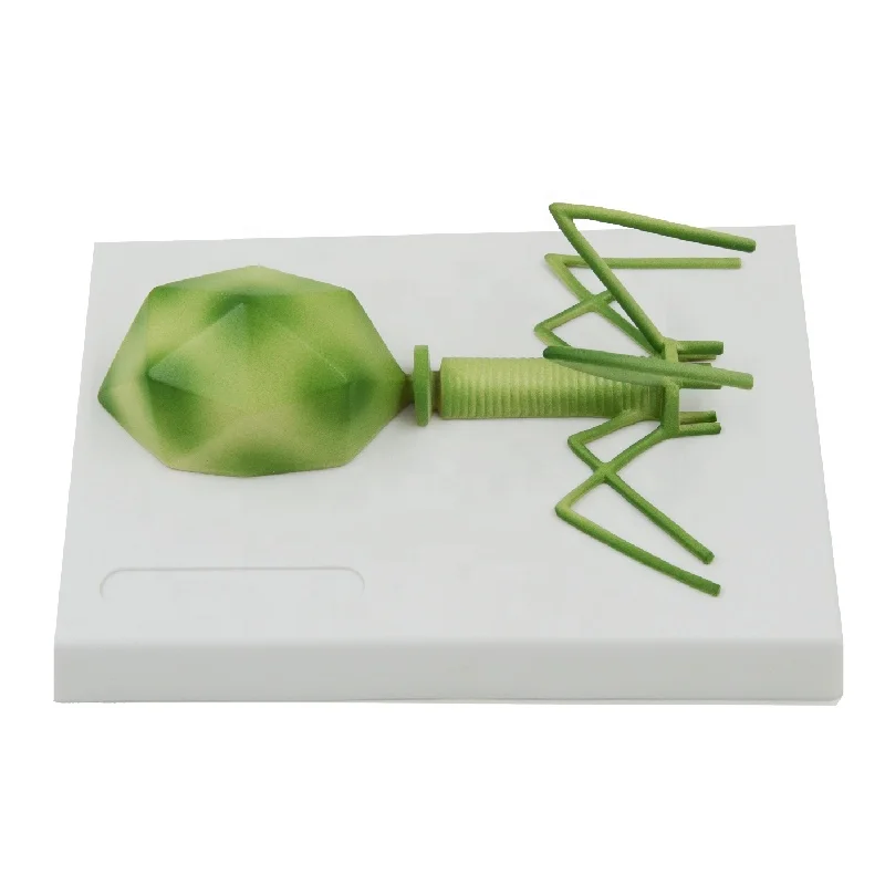 

Модель вируса аденовирус табак мозаика вирус бактериофаж T4 обучающее оборудование Обучающие ресурсы медицинские науки