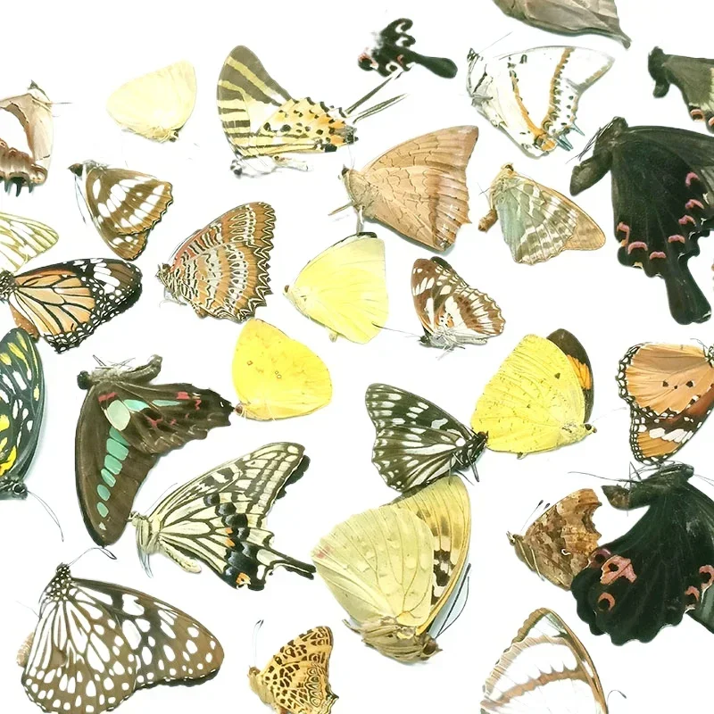 Незакрытые настоящие образцы бабочек подходящие для ручной работы семейная