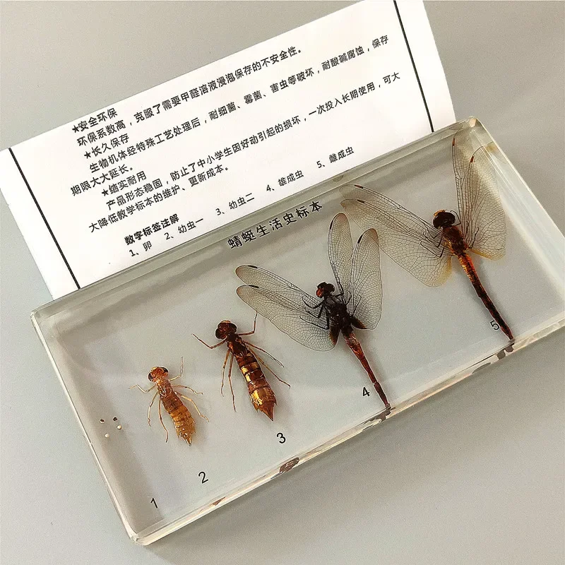 29 новых искусственных образцов смолы лопатка жук саранча краб пчела муравей паук