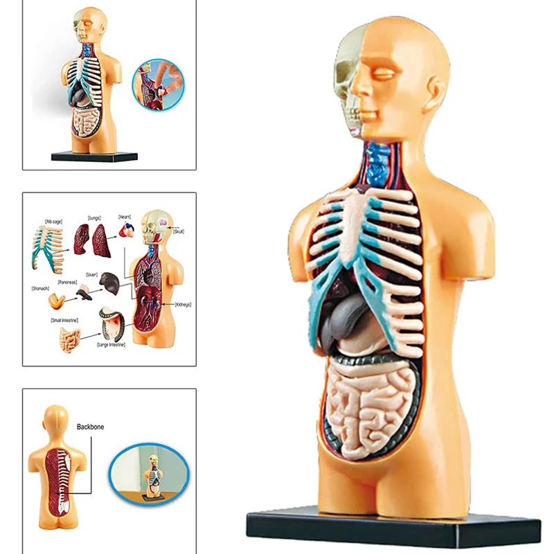 

Human Torso Body Model Toy Anatomical Display Assembly Learning DIY Medical Classroom Tools with Removable Internal Organs