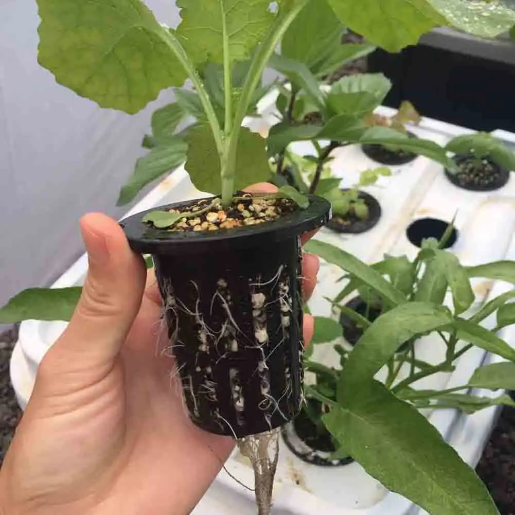 

50 Sets Cubes With Net Pots For Hydroponics Aquaponics Growing Vertical Garden Vegetable Soilless Grow Net Pot