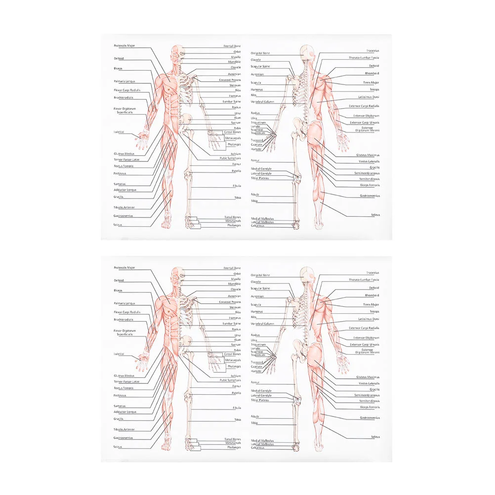 

2 Pcs Poster Science Anatomy Teaching Painting Body Human Dissection Silk Cloth Muscle Figure Picture