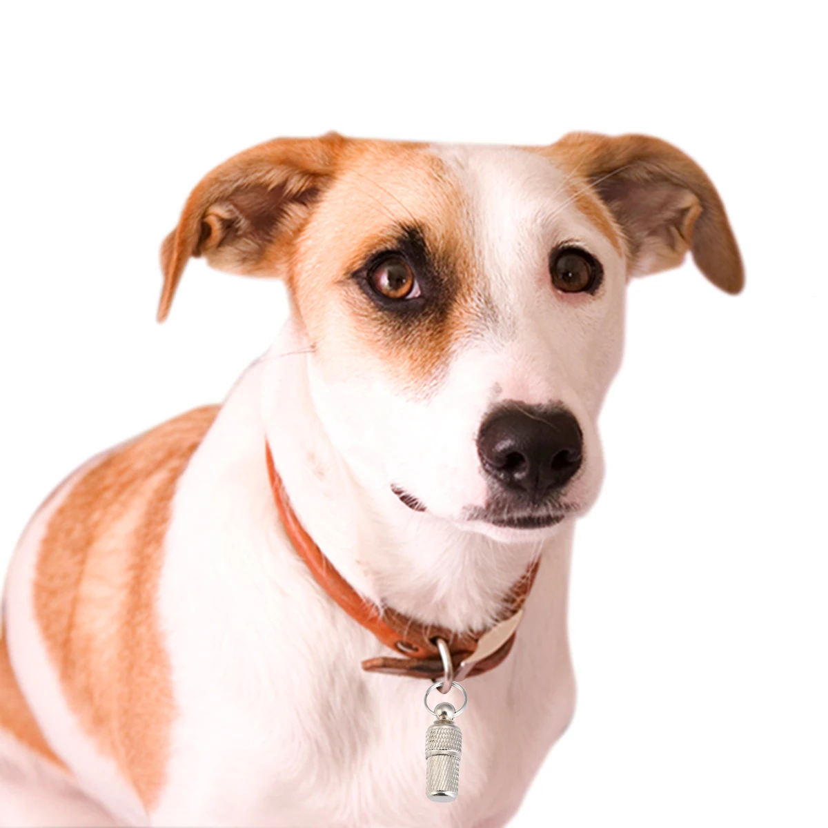 

Metal Dog Pet ID Tags Pendant Cat Pet Dog Identification Tag Pendant Anti Lost Tag Puppy Cat Name Address Pendant Tag For Dog