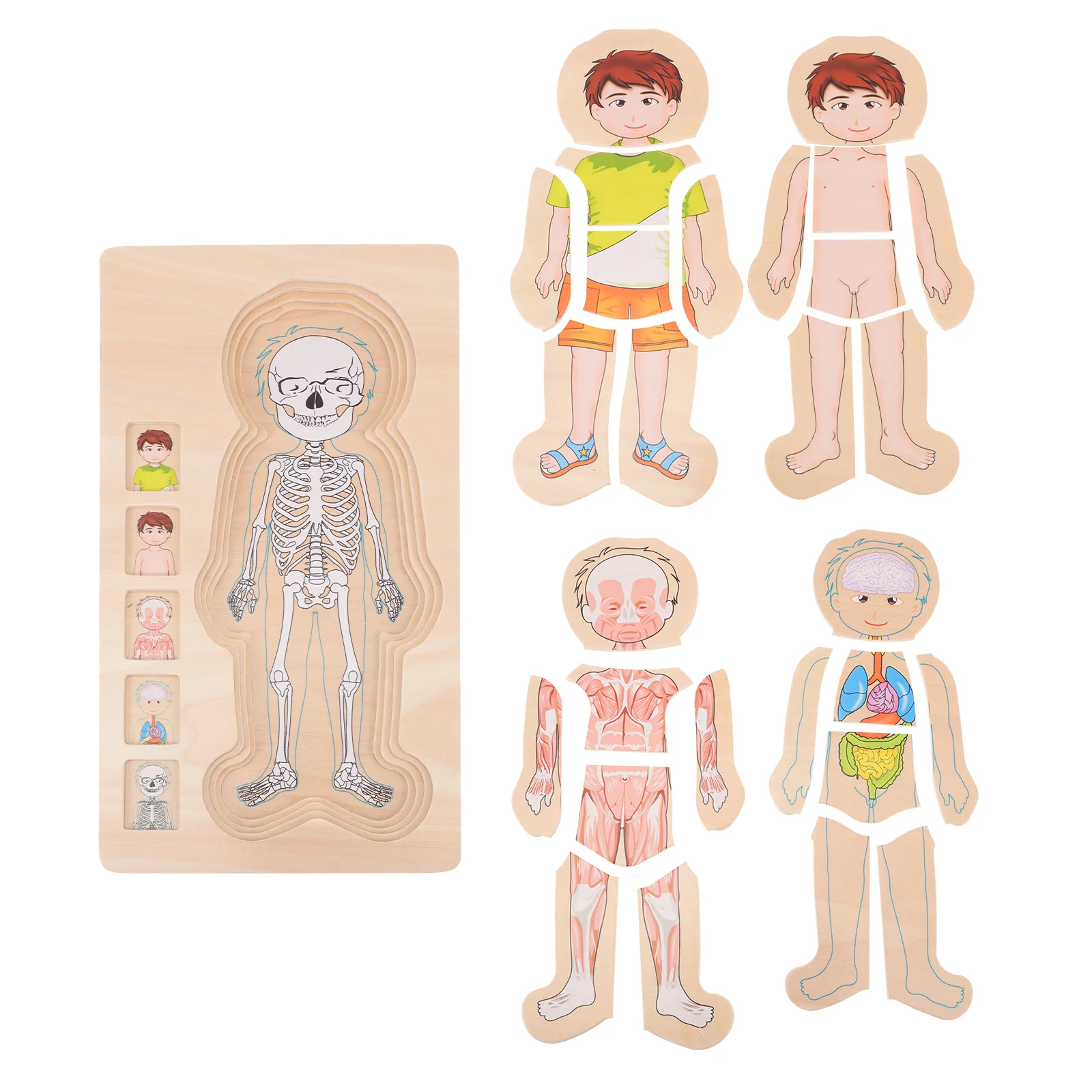 

Puzzle Body Toy Human Kids Anatomy Wooden Structure Educationaltoys Montessori Jigsaw Model Multi Parts Layer Intelligence