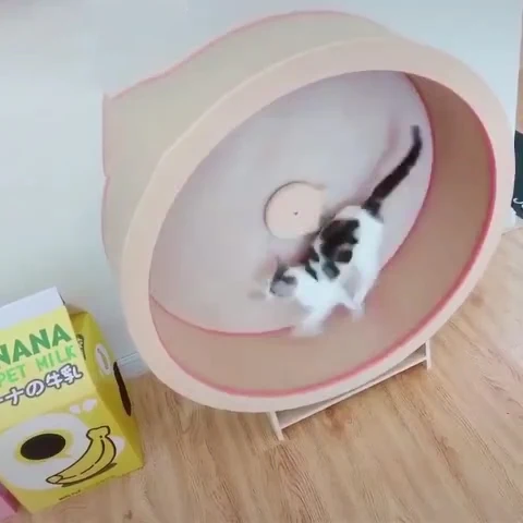 

Wholesale Manufacturer Wood Pet Cat Treadmill Automatic Dog Running Machine