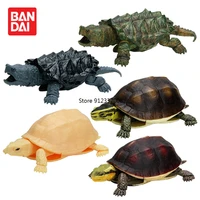 bandai cashapon gacha capsule toy tortoise model capsule toy gacha simulation animal cuora snake eating turtle table ornaments