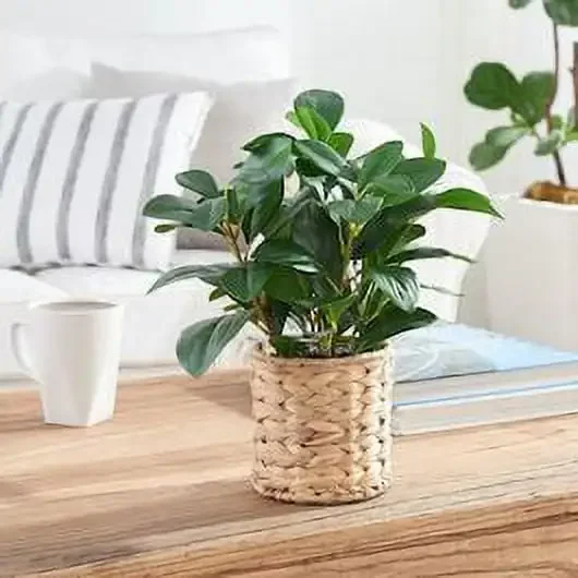 

13" Artificial Peperomia Plant in Natural Wicker Basket Home Accessories Garden Decoration Artificial Plants for Home Decor R