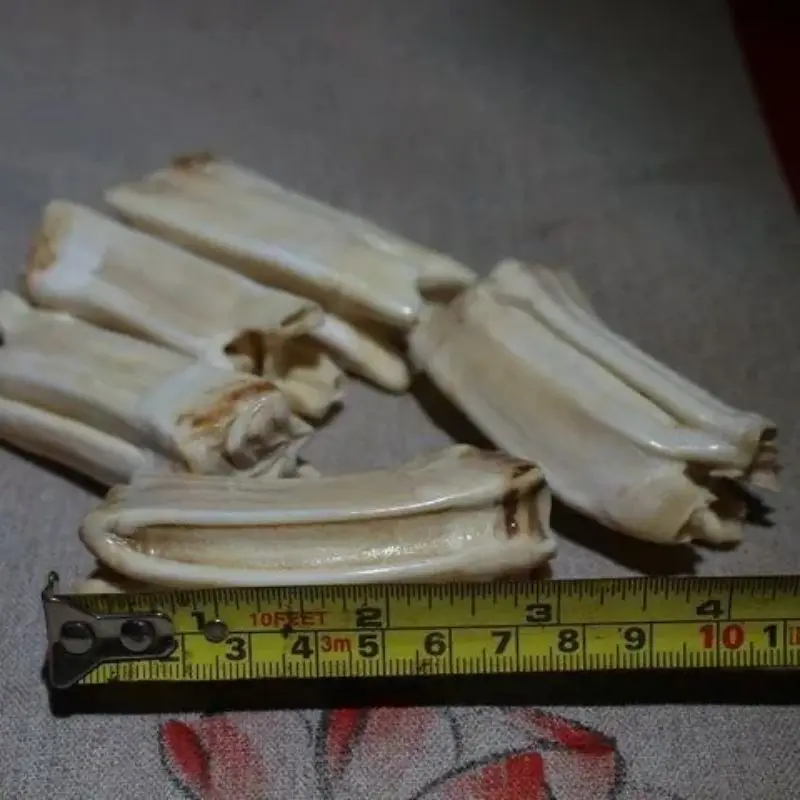 Natural Hippo Teeth Pendant Hippo Teeth Hand Handle Piece Horse Teeth Dental Raw Materials Literary Play Handle Play Hand Handle