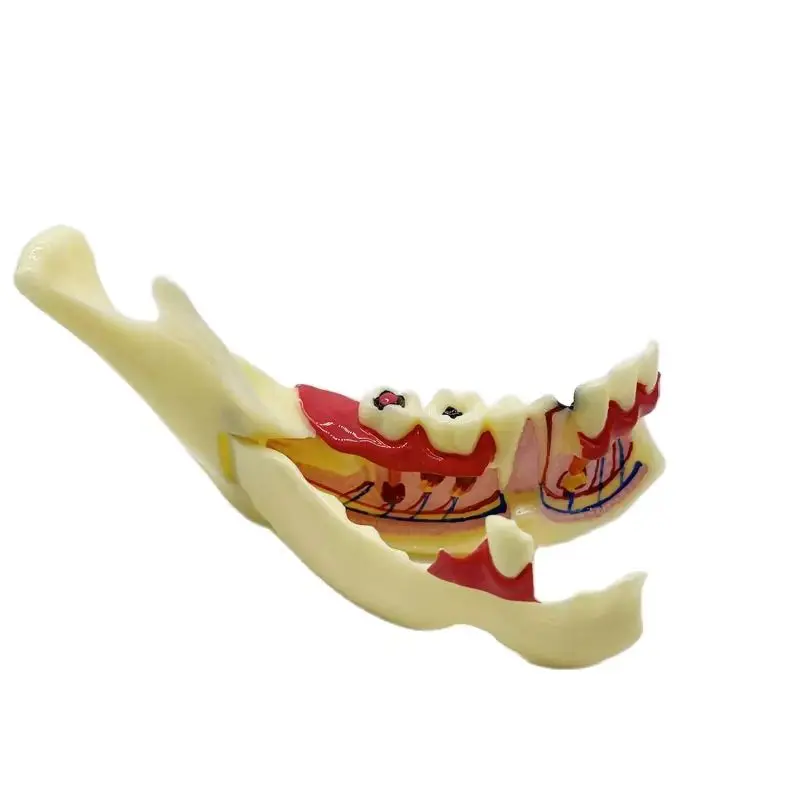 Мстительная стоматологическая обучающая модель структура зубов разложение