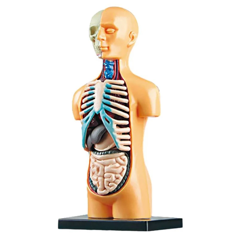 

3D Съемный анатомический человеческий ТОРС, модель тела для обучения, игрушка, структура человеческого тела, обучение для ребенка, ребенка, студента
