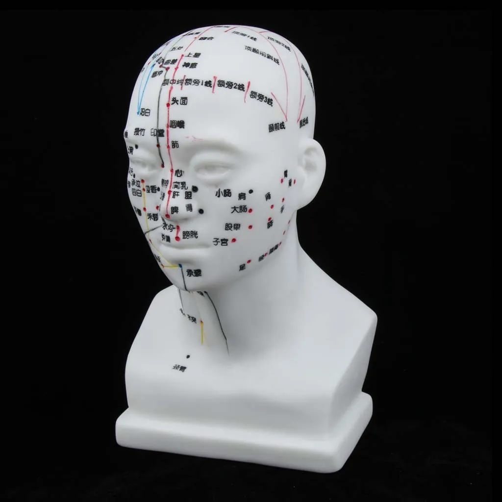 

Meridian Model Human Acupuncture Point Head Acupuncture Points Model
