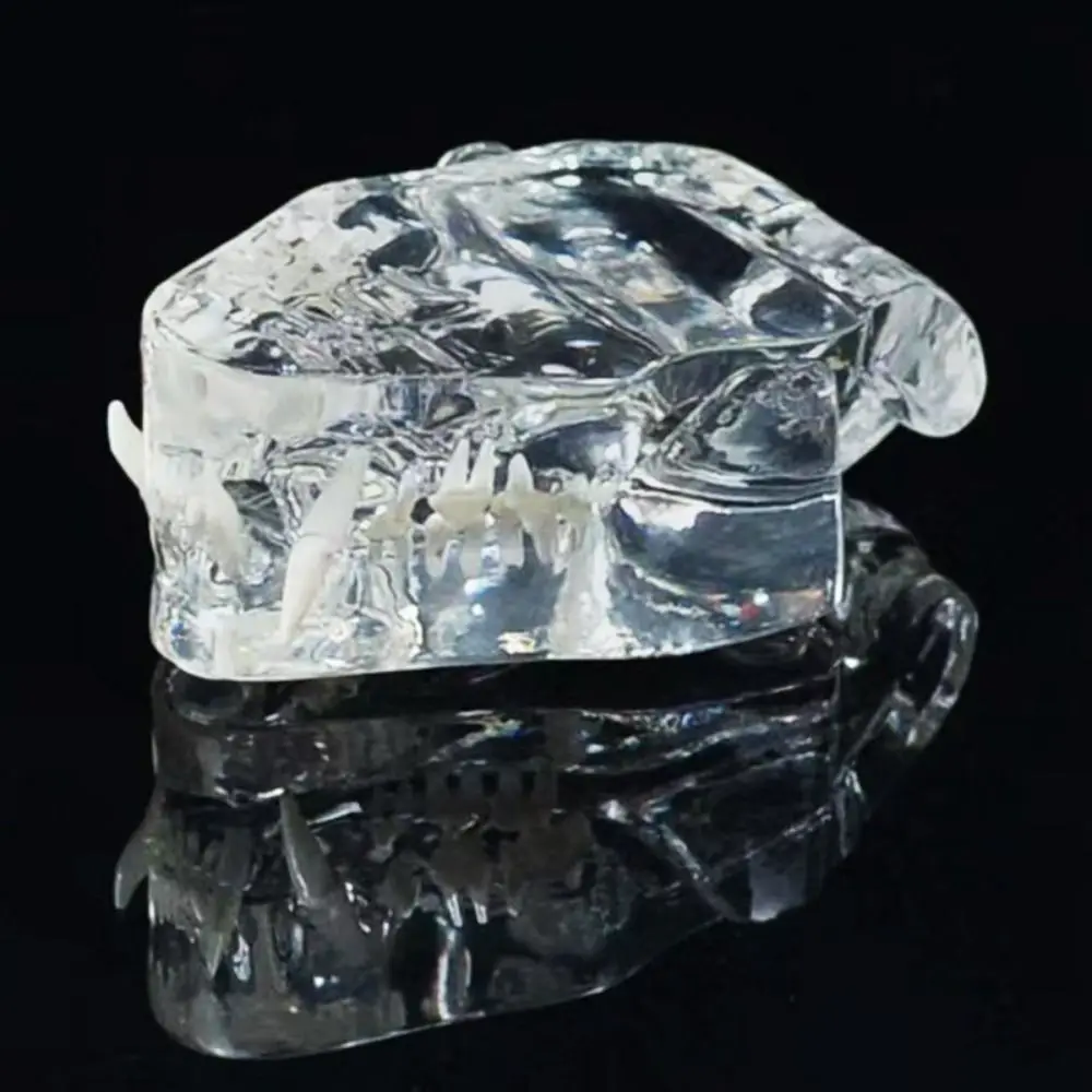 Прозрачные зубные животные смоляные зубы собака кошка кролик съемные обучающие