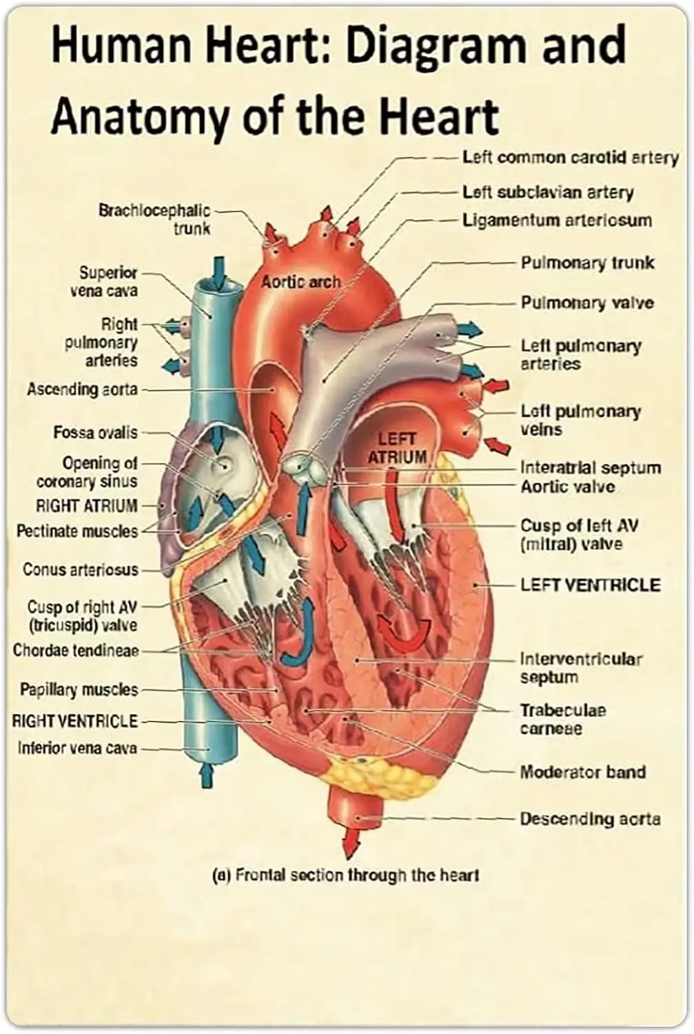 JUFOTK Dgrm nd ntomy Of The Hert Metl Tn Sgns Crdology Знания Ретро Плакат Crdologst Reference Gude Plque rt Clnc Офисная