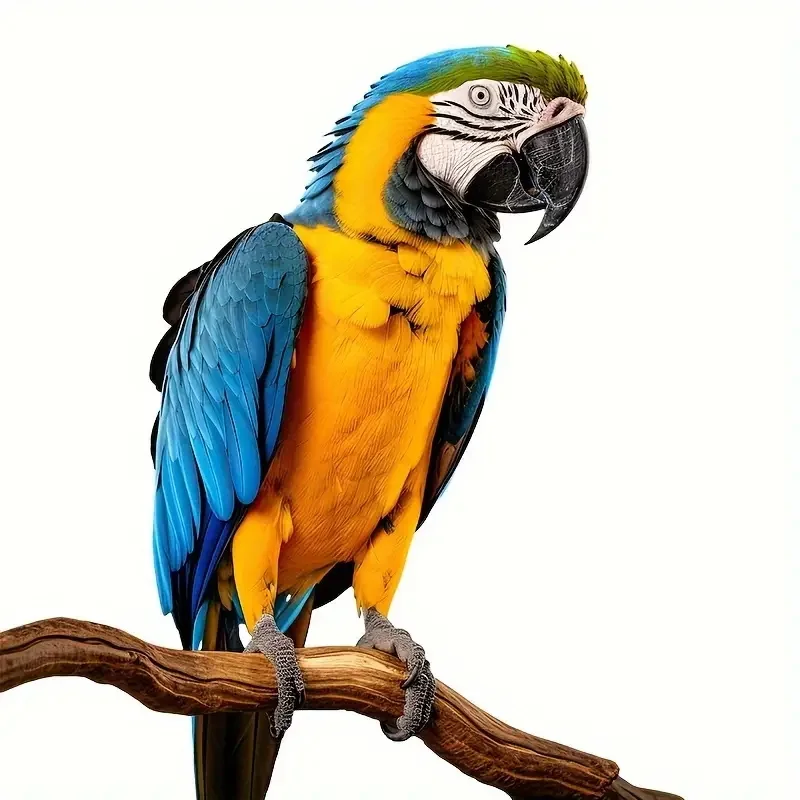 

Мультяшная наклейка на стену с попугаем