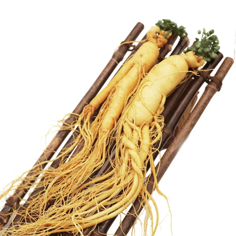 

Fresh Ginseng,Ginseng Root,Fresh Ginseng Root,Ginseng Root Fresh,Wild Fresh Ginseng Powder,Vacuum Packaging