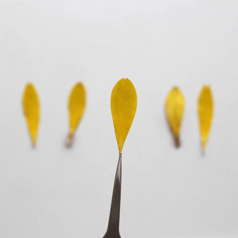 60 шт. Цветочный лепесток