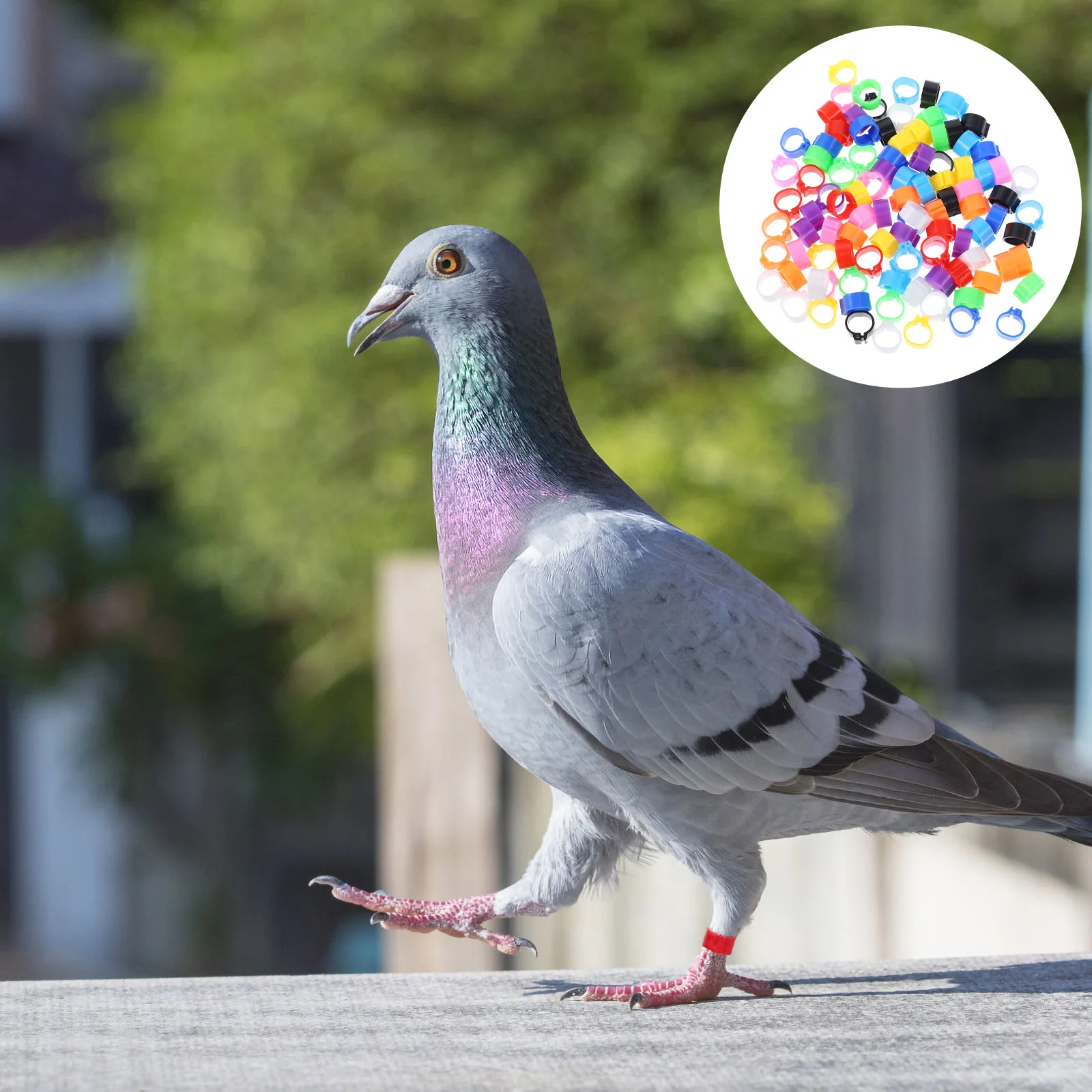 

Meat Pigeon Anklet Pigeons Identification Ring Rings Opening Supplies Bird Accessories Plastic Leg Band Tags