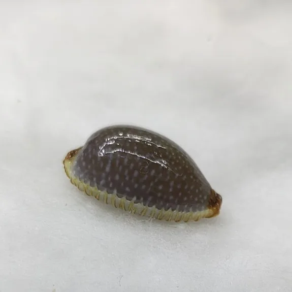 Фото Ракушки арабские Cowry из натурального Маврикия Арабика Cowrie, ракушки для поделок «сделай сам», ювелирные изделия, подарок, пляжный Свадебный декор 1,5-2,3 см №1