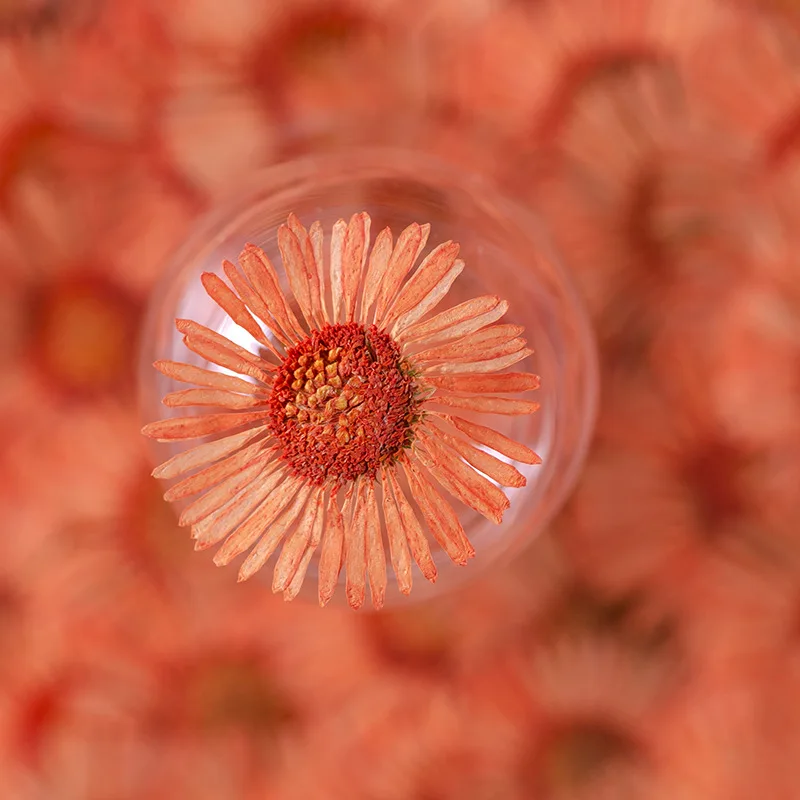 Фото 500 шт./пакет сушеные цветы Erigeron Acris, прессованный цветок для скрапбукинга, сделай сам, смола, украшения, поделки, декор для ногтей, свеча, мыло №3