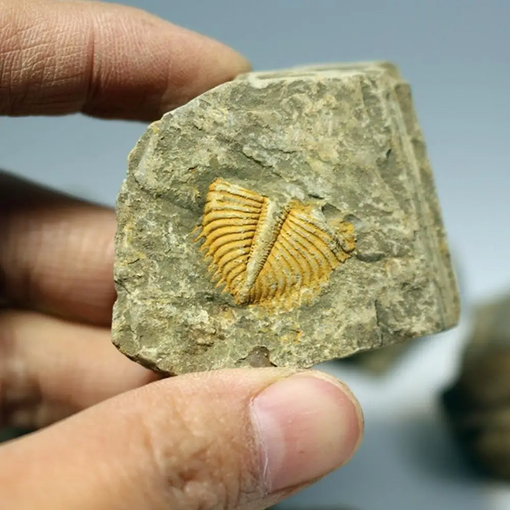 

Натуральный тролбитный хвост животных коралловый тролбитный научный камень насекомое научная коллекция Корона образец обучающий хвост Q3p6