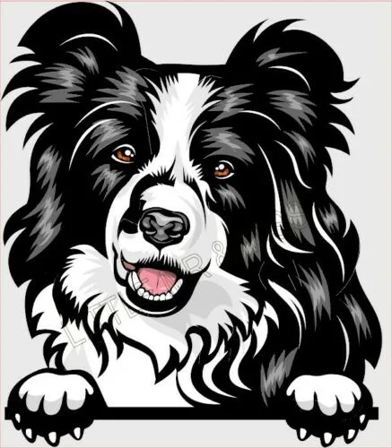 

For BORDER COLLIE B/W Peeking Dog Breed Colour Window Wall Sticker w/proof