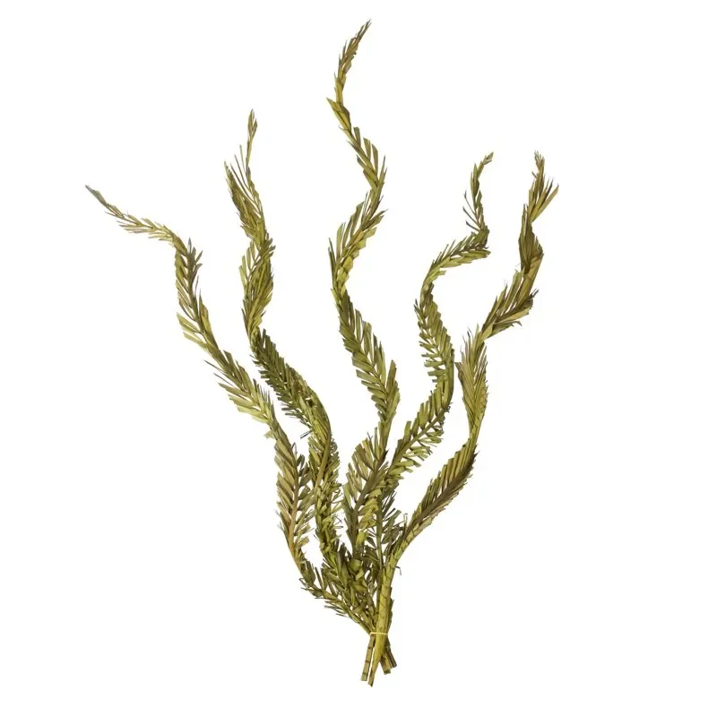 

Lovely 6 Stems Twisted Dried Basil Coco Palms - Fresh Fragrant Bouquet for Home Decoration.