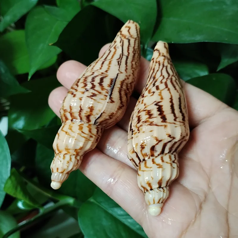Натуральная волнистая ракушка Fulgoraria Hamillei 8-10 см
