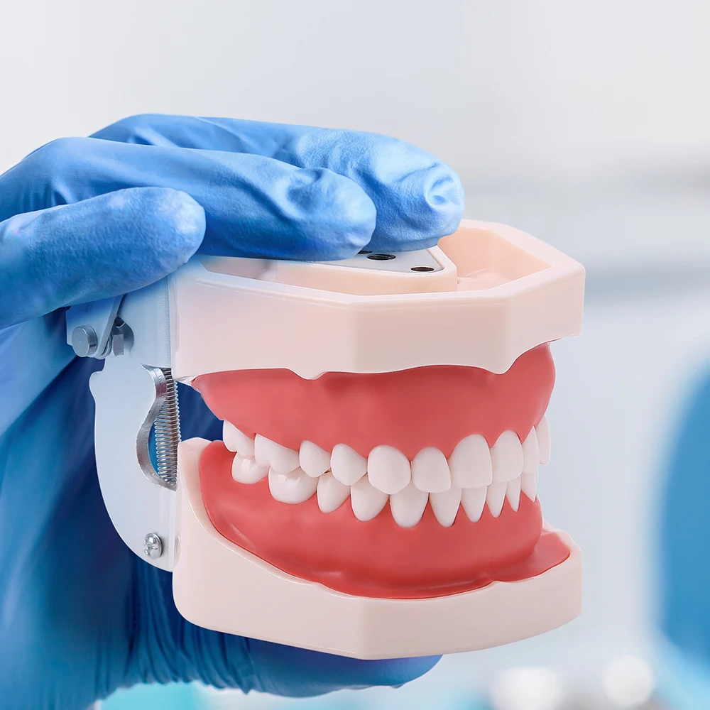 Зубная модель Azdent обучающая зубов зубных типодонов для техников зубной резины