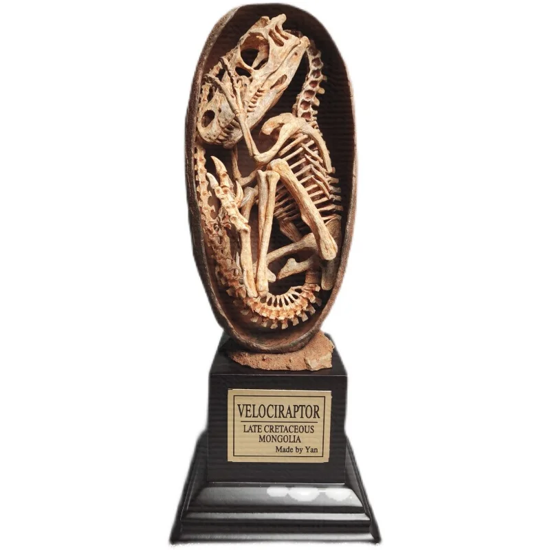 

AMMONITES 1/1 Scale Velociraptor Mongoliensis Embryo Skeleton Resin GK Animal Figure Teaching Model Adult Toys Gift Ornaments